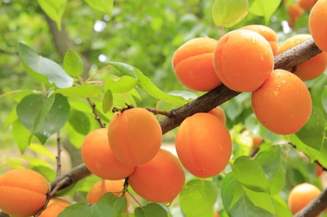 apricots-gcdedba2c6_640.jpg