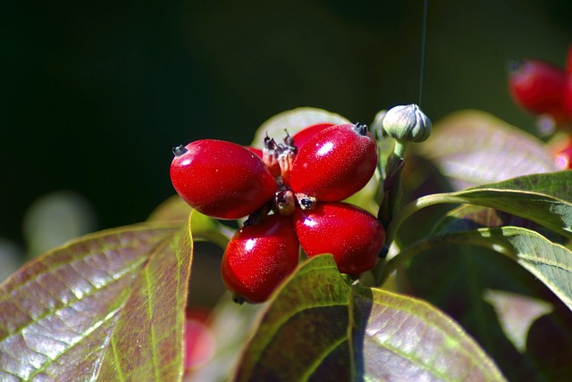 dogwood-berries-gfca1c3819_640.jpg