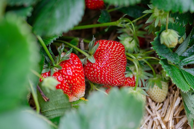 strawberries-g9e21d9935_640.jpg